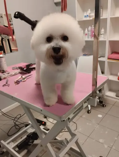 Salon Strzyżenia Psa i Kota